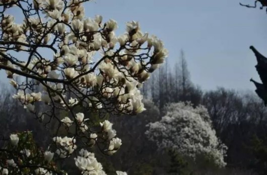 【旅遊大文字】方塔園桃花海棠盛開春色滿園