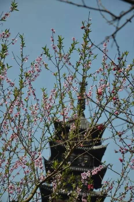 【旅遊大文字】方塔園桃花海棠盛開春色滿園