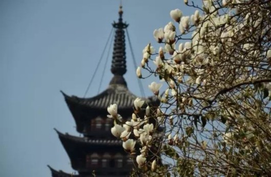 【旅遊大文字】方塔園桃花海棠盛開春色滿園