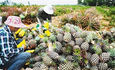 末尾有圖【食品農業圖文列表】【即時快訊】鳳梨“穿衣”出島