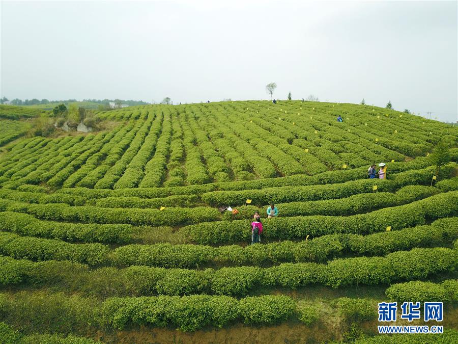 圖片默認標題