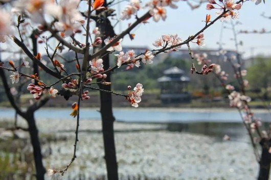 【旅遊小文字】申城櫻花搶鏡 閔行多賞櫻好去處