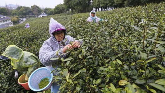 【圖説上海文】20畝佘山明前蘭茶開採