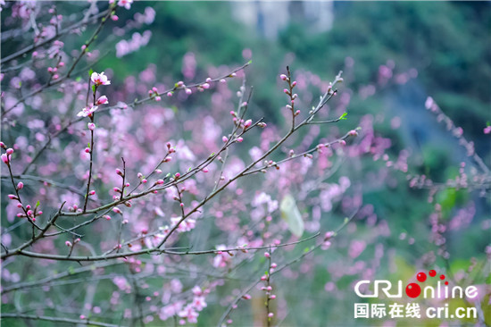 重慶酉陽桃花源升級開園 130萬巨獎徵集《新桃花源記》