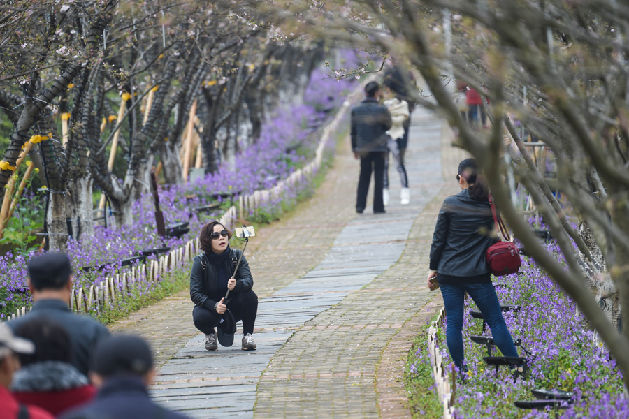 南昌黃馬：茶山櫻海春意濃 漢服佳人入畫來