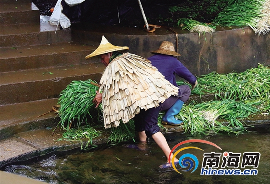 煙雨蓑衣東坡笠：海南人內心抹不掉的鄉情與鄉愁