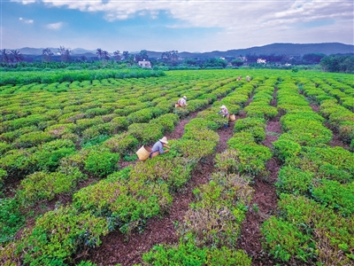 末尾有圖【食品農業圖文列表】【即時快訊】白沙綠茶園裏採茶忙