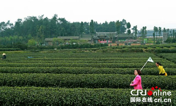 邛崍茶園風景如畫 鬥茶大賽火熱進行