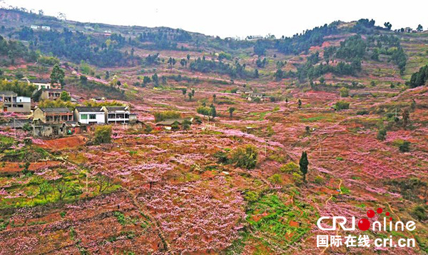 當旗袍遇上龍泉十里桃花 美到"時間靜止"