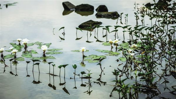 末尾有圖【視覺海南右下圖】澄邁永發鎮打造濕地公園 建設風情小鎮