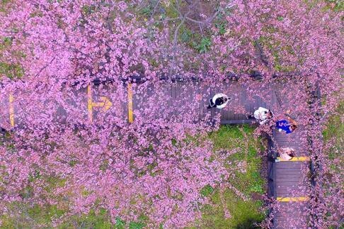 【首頁頭條2】顧村公園創上海公園單日客流量新高