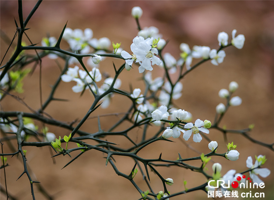 清明節期間 四川仙山花谷百花爭艷迎賓客