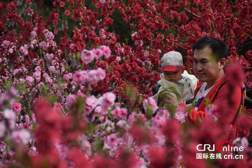 北京奧森公園春意濃 踏青賞花正當時(組圖)