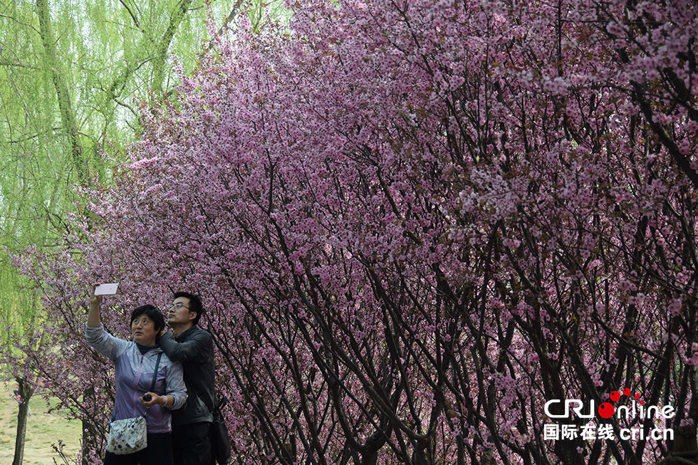 北京奧森公園春意濃 踏青賞花正當時(組圖)