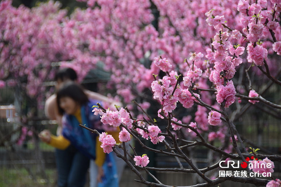 北京奧森公園春意濃 踏青賞花正當時(組圖)