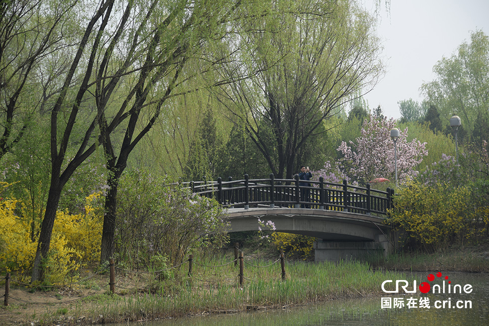 北京奧森公園春意濃 踏青賞花正當時(組圖)