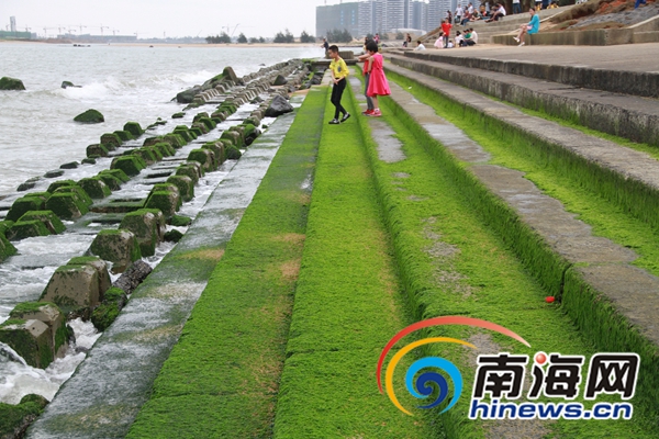 末尾有圖【海南視聽圖文】【即時快訊】海口白沙門奇觀：“草”坪爬上水泥堤壩