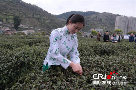 深挖文化內涵 紫陽縣多點聚力打造富硒茶品牌