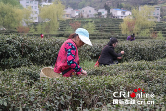 深挖文化內涵 紫陽縣多點聚力打造富硒茶品牌