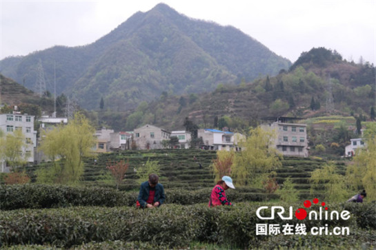 深挖文化內涵 紫陽縣多點聚力打造富硒茶品牌