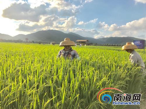 【要聞】【即時快訊】三亞海棠灣水稻國家公園打造全國農旅融合典範