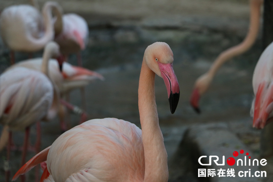 探訪迪拜動物園：阿拉伯半島首家對外經營的動物園