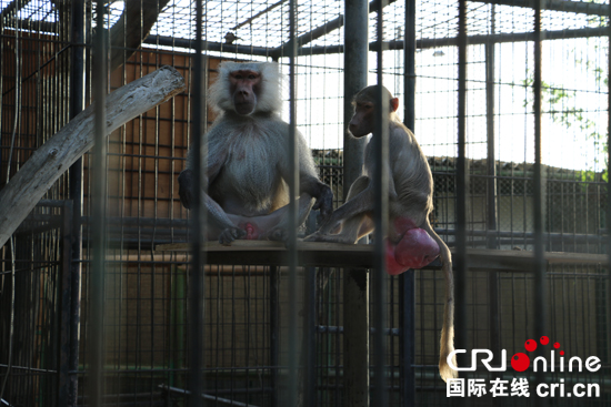 探訪迪拜動物園：阿拉伯半島首家對外經營的動物園