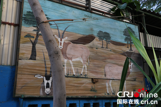 探訪迪拜動物園：阿拉伯半島首家對外經營的動物園