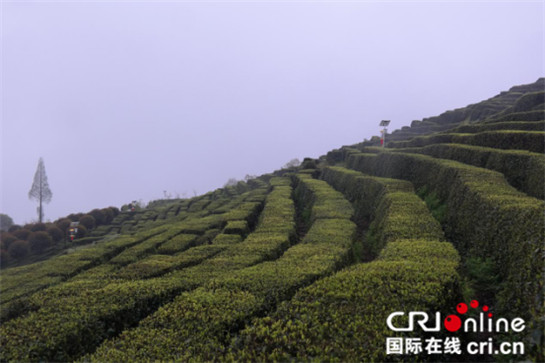 中外記者雨中登山看茶園 雲霧繚繞讚嘆風光無限好