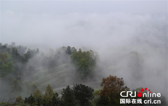 中外記者雨中登山看茶園 雲霧繚繞讚嘆風光無限好