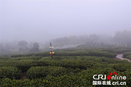 中外記者雨中登山看茶園 雲霧繚繞讚嘆風光無限好