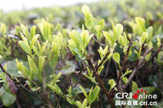 中外記者雨中登山看茶園 雲霧繚繞讚嘆風光無限好