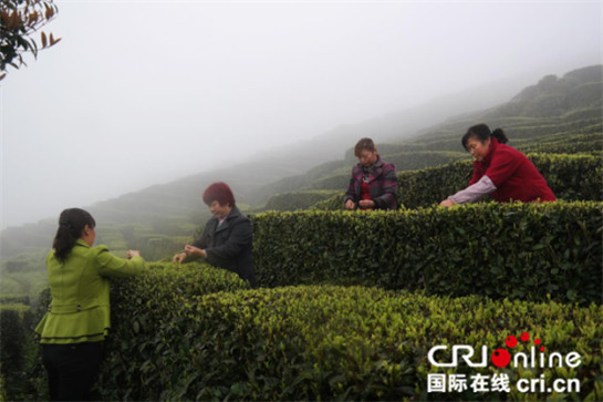 中外記者雨中登山看茶園 雲霧繚繞讚嘆風光無限好