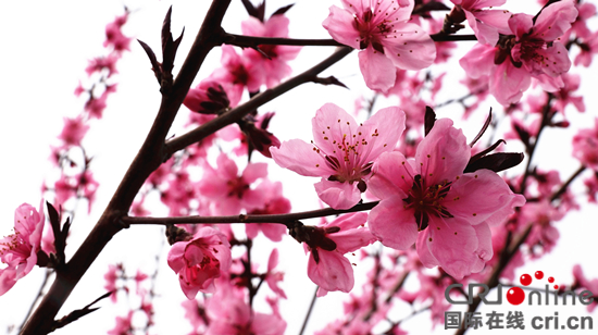 臨沂泉莊鎮：萬畝桃花競爭艷 絢爛花海醉遊人