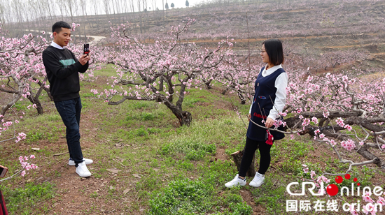 臨沂泉莊鎮：萬畝桃花競爭艷 絢爛花海醉遊人