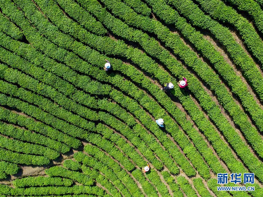 河南信陽：茶園採茶忙