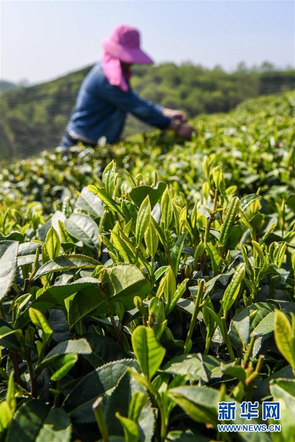 河南信陽：茶園採茶忙