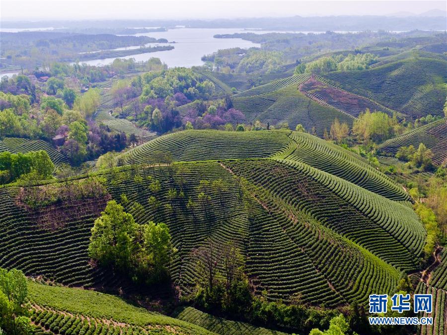 河南信陽：茶園採茶忙