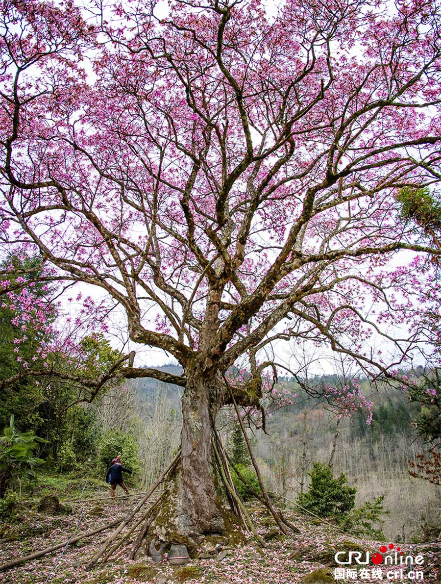 四川北川小寨子溝春色滿園 鮮花簇擁爭奇鬥艷