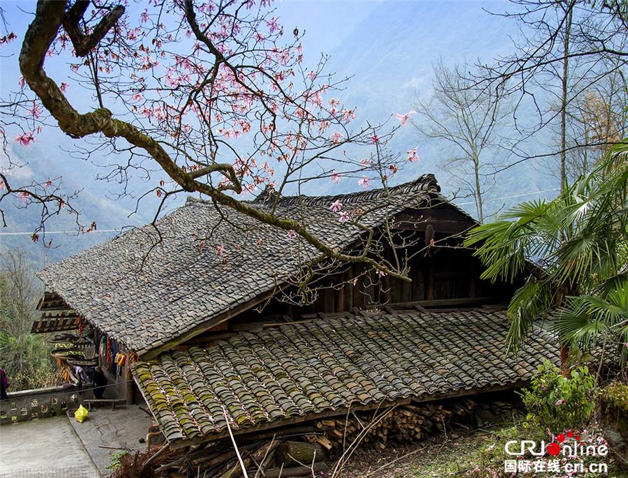 四川北川小寨子溝春色滿園 鮮花簇擁爭奇鬥艷