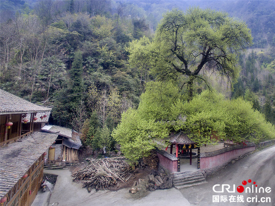 四川北川小寨子溝春色滿園 鮮花簇擁爭奇鬥艷