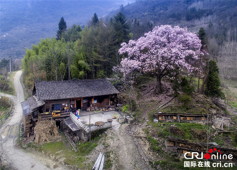 四川北川小寨子溝春色滿園 鮮花簇擁爭奇鬥艷