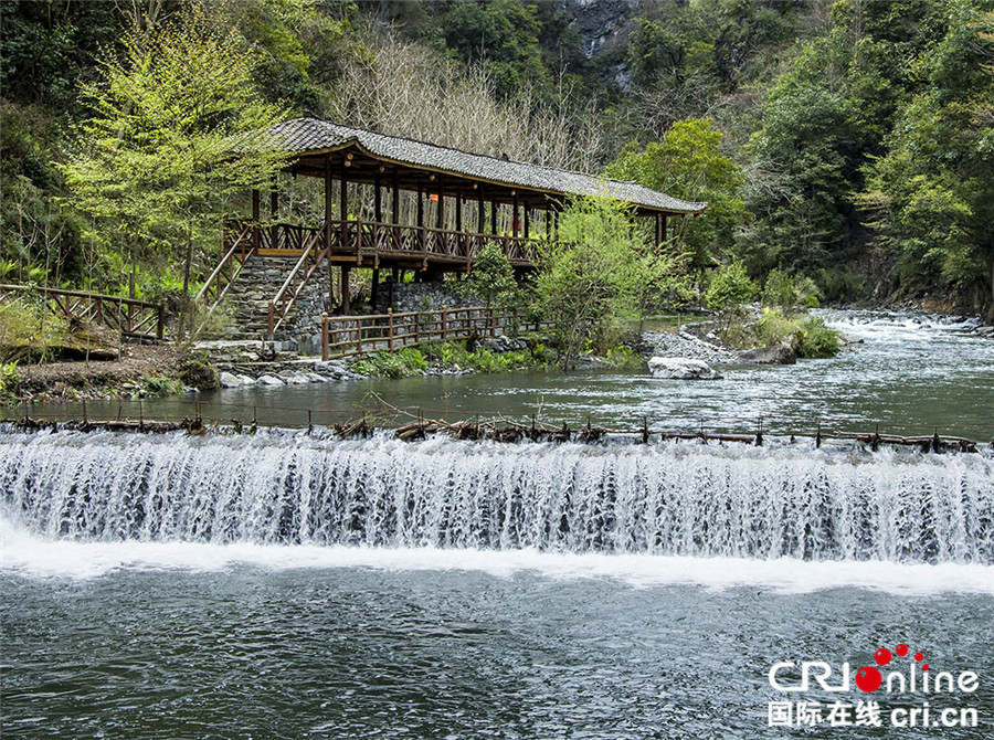 四川北川小寨子溝春色滿園 鮮花簇擁爭奇鬥艷