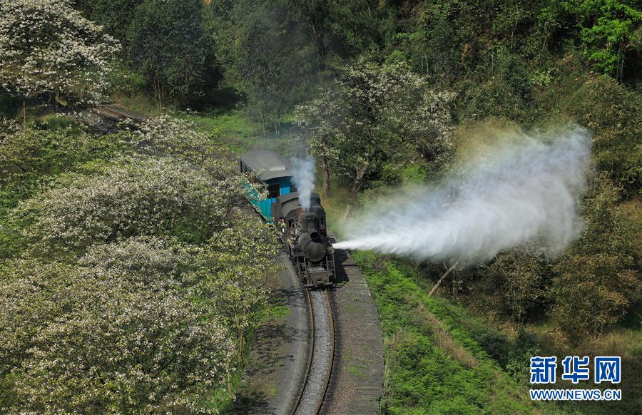 春天，小火車與桐子花有個約會