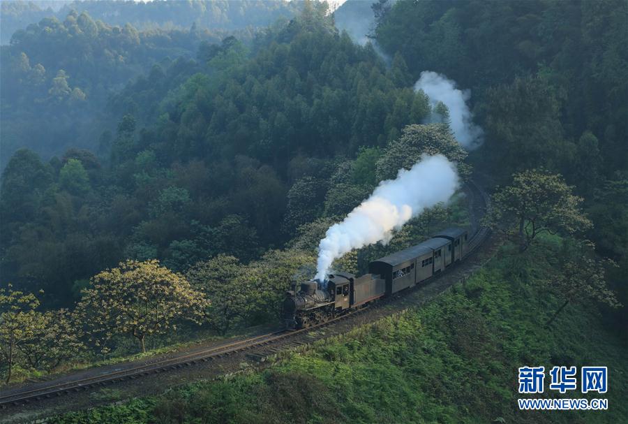 春天，小火車與桐子花有個約會