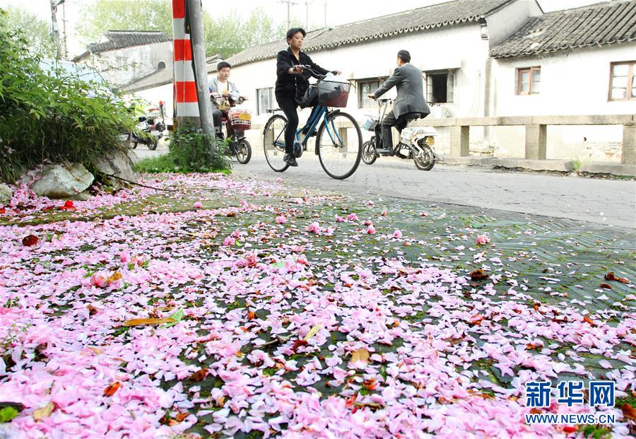 春雨過後 落英繽紛