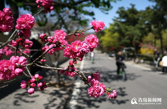 圖片默認標題