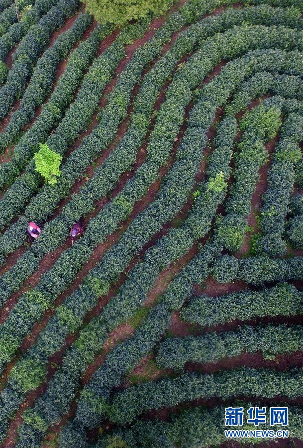 江西靖安：白茶開採