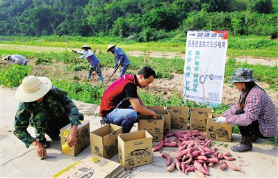 末尾有圖【食品農業圖文列表】【即時快訊】福才地瓜搭上電商快車