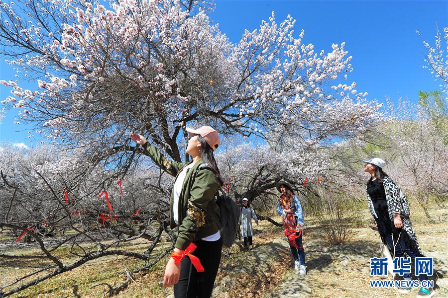 新疆哈密：山杏花開迎客來